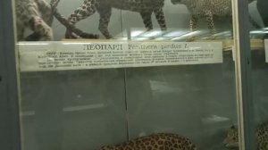ЗООЛОГИЧЕСКИЙ МУЗЕЙ В ПИТЕРЕ.. часть 8