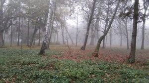 Ягдтерьер Джон лазит по деревьям.