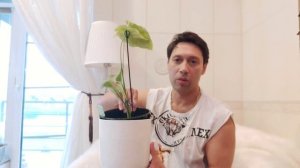 Сингониум Конфетти