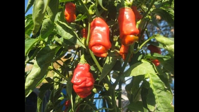 Горький перец. Такие его сорта Вы еще не выращивали...