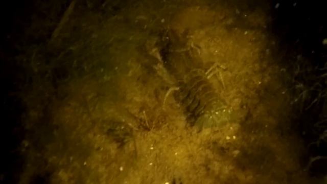 #1 Ночная Ловля Раков Руками на Реке Волге смотреть онлайн