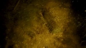 #1 Ночная Ловля Раков Руками на Реке Волге