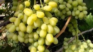 ВИНОГРАД ЛОРА/Характеристика сорта ЛОРА