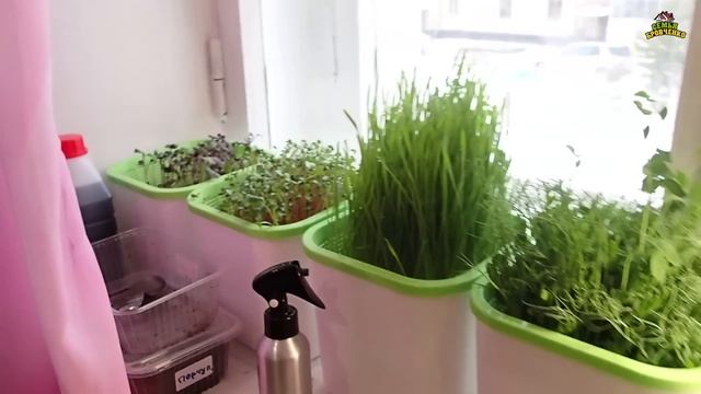 Что выросло на моем домашнем огороде. (11.22г.) Семья Бровченко. смотреть онлайн