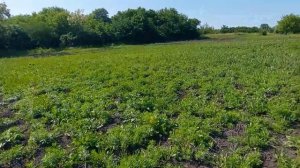 БУДНИ КРОЛИКОВОДА. КРОЛЬЧАТАМ ВТОРОЙ ДЕНЬ. НА ОГОРОДЕ. У ЗАХАРА СЕГОДНЯ ПРАЗДНИК. 02.06.23