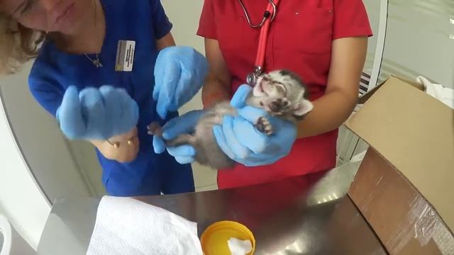 Котёнок борется за жизнь   спасение котёнка   больница