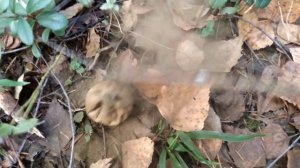 Гриб ? ДЕДОВ ТАБАК