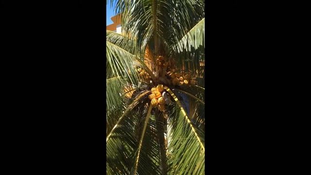 Coconut tree (Cocos nucifera) for Talitha Phillips from Daddy with love смотреть онлайн