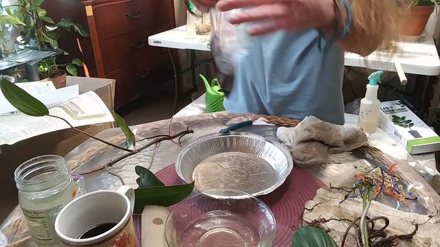 Plant Boxing Shipping Plants To A Friend смотреть онлайн