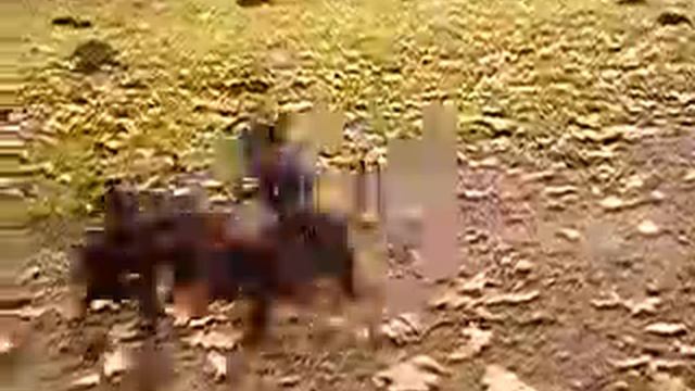 🐾 Prague Ratter / Prazsky Krysarik смотреть онлайн