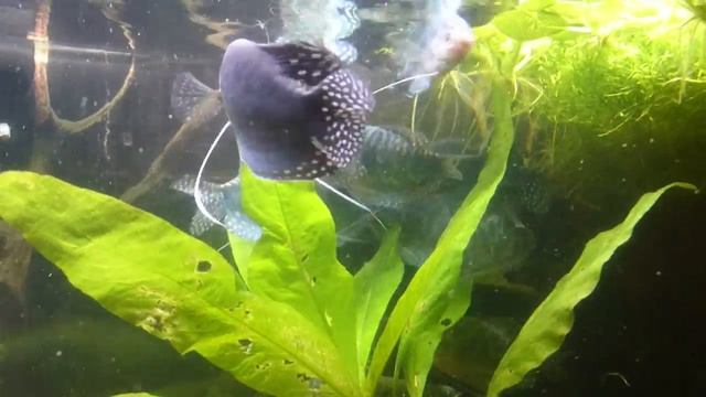 Кормление гурами мотылем смотреть онлайн