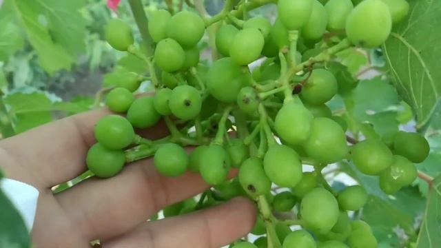 Обязательно обработайте виноград от серой гнили. смотреть онлайн