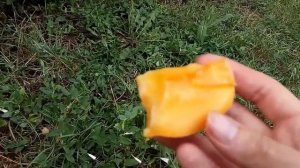 Персик сорт Вайн Голд/Vine Gold (Т3)  первое плодоношение