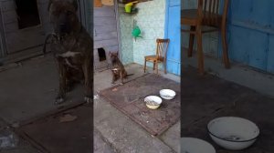 Как кормить питбуля?