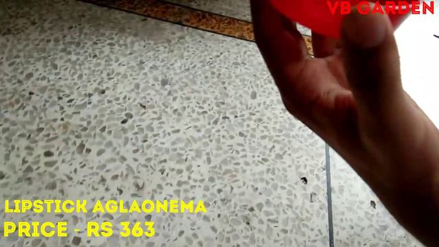 New Plant shopping from Amazon ( Ugaoo.com ) | Ugaoo.com plant review | Aglaonema plant shopping