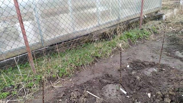 Колоновидная яблоня. первое впечатление. Ленинградская область.