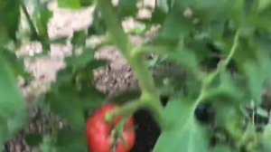 Томат Пинк парадайз на подвое 4