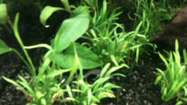 Dwarf clawed frog (Hymenochirus boettgeri) and Cherry shrimp (Neocaridina heteropoda) in action. смотреть онлайн