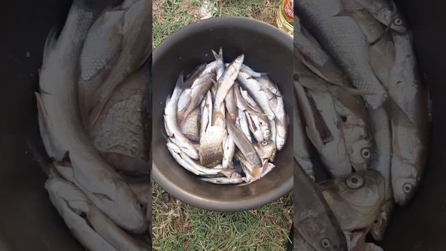 Camping And Catching A Snake, A SNAKE...