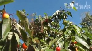 Вишня - Лучшие Украинские песни