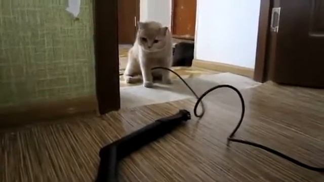Звук пылесоса для кота