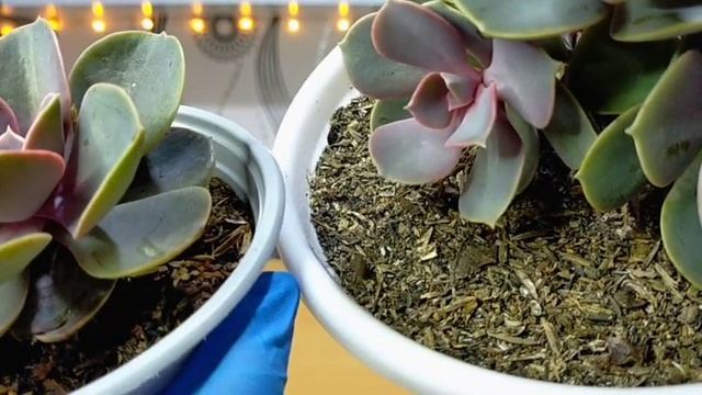 51/100 Echeveria Perle von Nurnberg Succulent Care Guide | A hybrid born in Germany #PVN смотреть онлайн