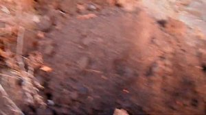 Укрытие молодых саженцев граната на зиму.