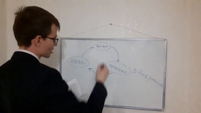 Как быстро размножаются постельные клопы