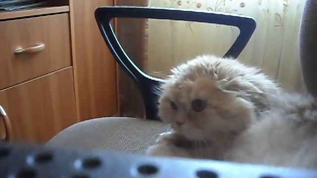 кот злится(весна 2011 год) смотреть онлайн