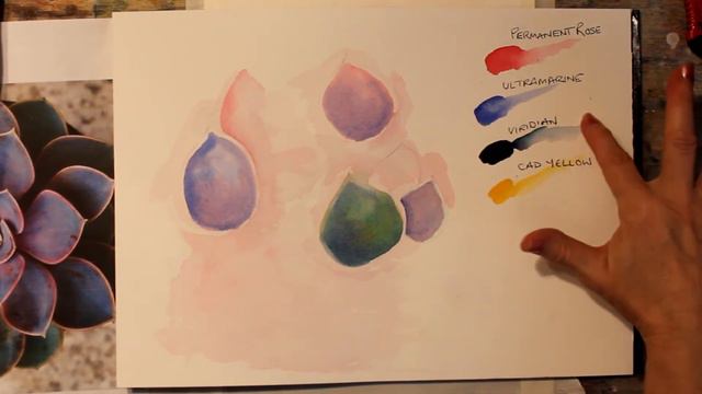 Watercolour Painting Echeveria смотреть онлайн