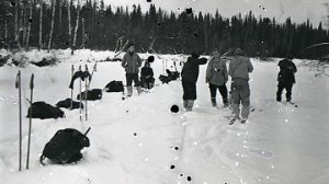 Почему Слободин Р. не дошёл до кедра.