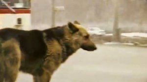 Верный пес Константин.Пример любви и верности...