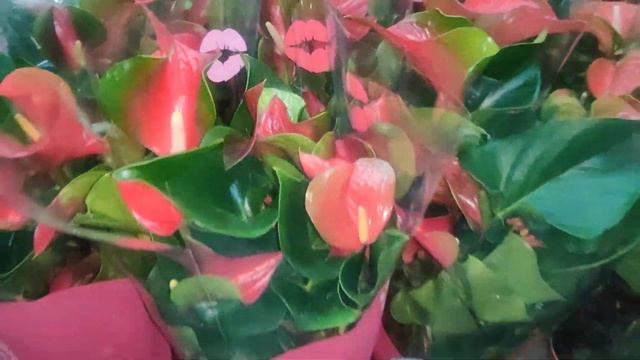 Цветы Вместе - Приемка растений из совместной закупки до 01.09.2020
