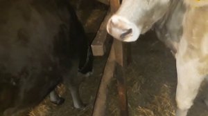 Костромская порода коров: такие разные девчонки