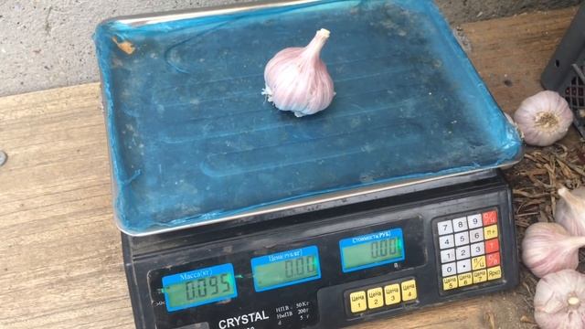 Урожайность чеснока - 400 кг с одной сотки! смотреть онлайн