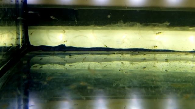 Малёк красного неона первый раз берёт корм. Активное питание науплиусом артемии. смотреть онлайн