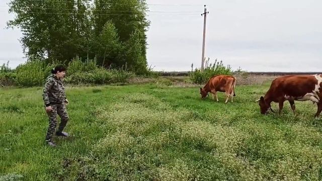 ПРО СОСЕДСКИЕ ОГОРОДЫ, ВЫПАС КОРОВ И ЖИДКОЕ МОЛОКО У ГОЛШТИНОК.... смотреть онлайн