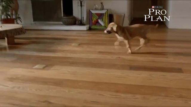 Эксперты Purina о правильном питании щенков смотреть онлайн