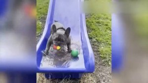 СМЕШНЫЕ ЖИВОТНЫЕ - С ОЗВУЧКОЙ! СМЕШНЫЕ КОТЫ!