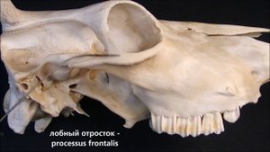 скуловая кость домашних животных