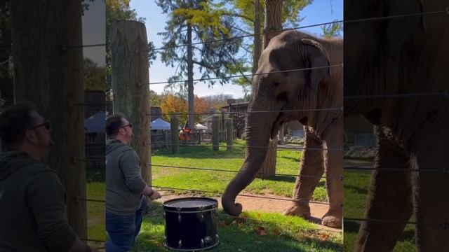 A very musical elephant 🐘