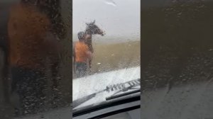 Лошади ушли в табун. Жеребец нападает на нас. Дагестан.