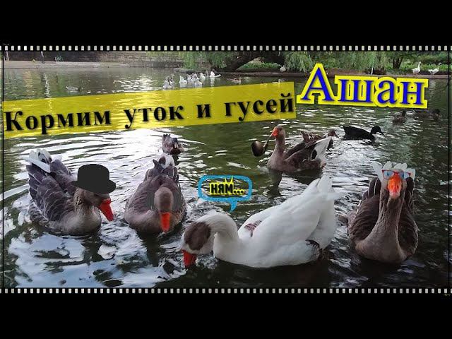 Ашан. Парк 30 летия победы. Кормим уток,гусей. Жизнь на юге России. Переехали в Краснодар. смотреть онлайн