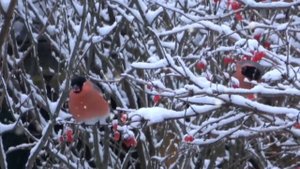 Калина красная- душевное исполнение песни