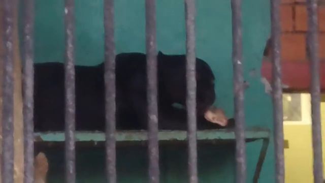 Животные и мясо смотреть онлайн