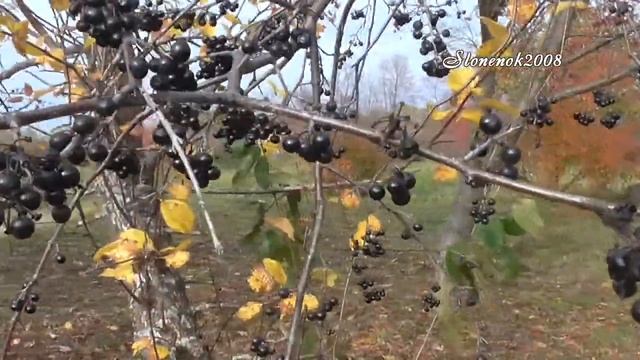 По Пушкинским местам... усадьба А.С.Пушкина в Болдино