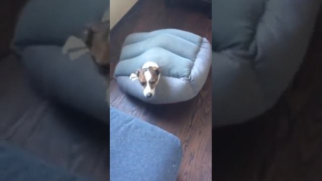 Jack Russell gets himself stuck in his bed