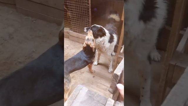 Пёс Добрыня #приютлюбимки #dogs #бездомныеживотные