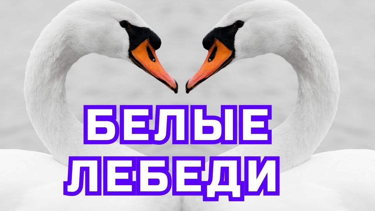 ▶️ Песня - Белые лебеди. ⏩ Слушать. Премьера. Новинка. Онлайн. STUDIO SPRIO. Песня. Музыка.