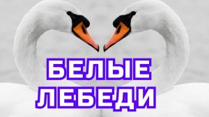 ▶️ Песня - Белые лебеди. ⏩ Слушать. Премьера. Новинка. Онлайн. STUDIO SPRIO. Песня. Музыка.